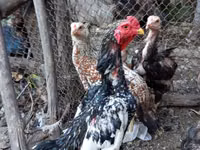 Chickens — 照片 1