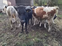 Ng'ombe jike, Simmental cattle — picha 2
