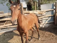 Faras, Thoroughbred horse — sawirka 5
