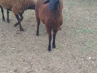Sheep (batch, sex not specified), Karabakh sheep — photo 4