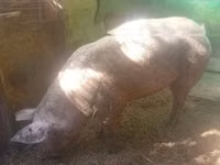 Sow, Pigs — photo 1