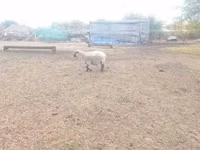 Wad, Shroshire sheep — sawirka 3