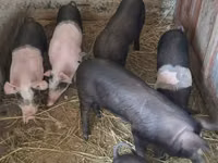Sow, Pigs — photo 1