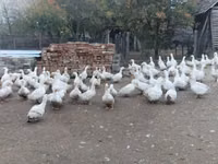 美国北京鸭 — 照片 5