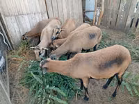 نعجة, Cameroon sheep — الصورة 1