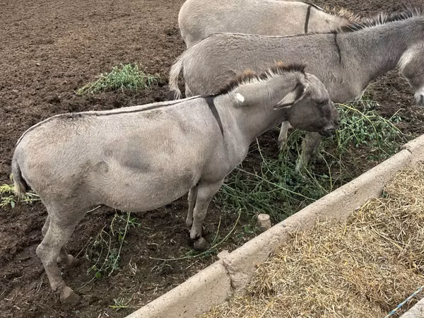 母马, Horses
