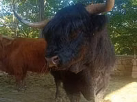 Bull, Highland — photo 3