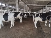 母牛, Holstein breed — 照片 4
