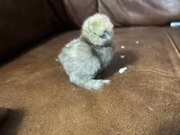 Silkie — photo 1