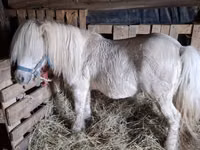 Faras, Horses — sawirka 2