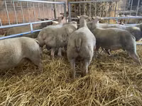 Ido, Charollais sheep — sawirka 3