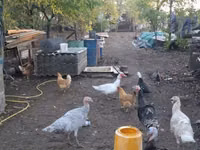 Turkeys — photo 3