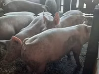 Sow, Pigs — photo 4