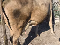 Cow, Alatau breed — photo 8