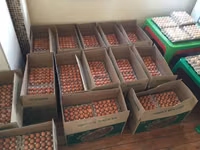Premium farm fresh table chicken eggs for sale in bulk quantities at cheap price. — फ़ोटो 1