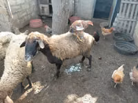 भेड़, भेड़ — फ़ोटो 5