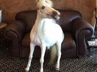 Faras dhaddig, Miniature horse — sawirka 3