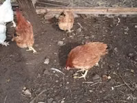 Chickens — फ़ोटो 5