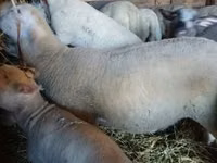 मेढ़ा, Romanov sheep — फ़ोटो 1