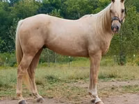 Caballo, Quarter Horse — foto 2