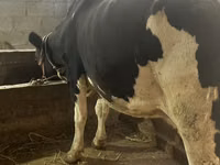 母牛, Russian Black pied cattle — 照片 2