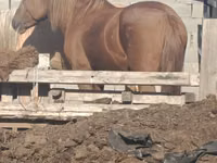 Farasi jike, Kazakh horse — picha 2