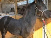 Horse (M), Friesian — photo 1