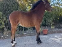 Caballo, Welsh Cob — foto 3