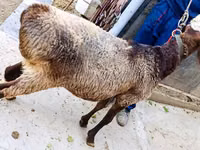 मेढ़ा, Hissar sheep — फ़ोटो 3