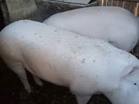 Boar — photo 1