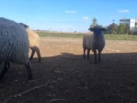 Ram, White Suffolk sheep — photo 2