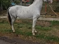 Faras dhaddig, Hungarian horse breed — sawirka 1