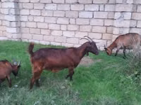 Mbuzi jike, Alpine goat — picha 4
