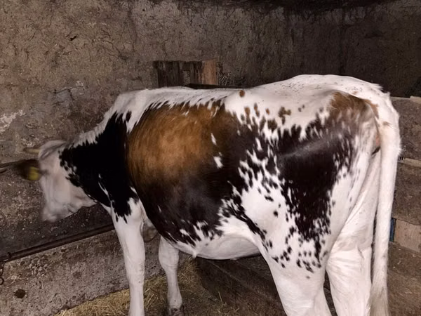 母牛, Cattle