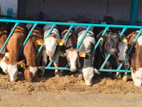 Ng'ombe dume, Simmental cattle — picha 2