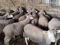 نعجة, Ile-de-France sheep — الصورة 4
