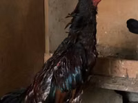Chickens — 照片 2