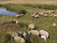母羊, Balbas sheep — 照片 3