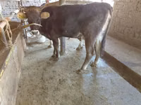 गाय, Russian Black pied cattle — फ़ोटो 1