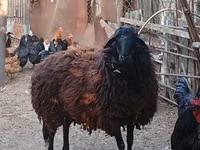 Oveja, Karabakh sheep — foto 1