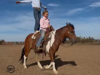 Hengst, Pinto horses — Foto 6