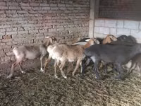 نعجة, Tian-Shan semifinewool sheep — الصورة 1