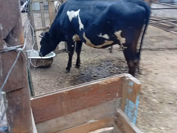 Vaca, Raza Holstein