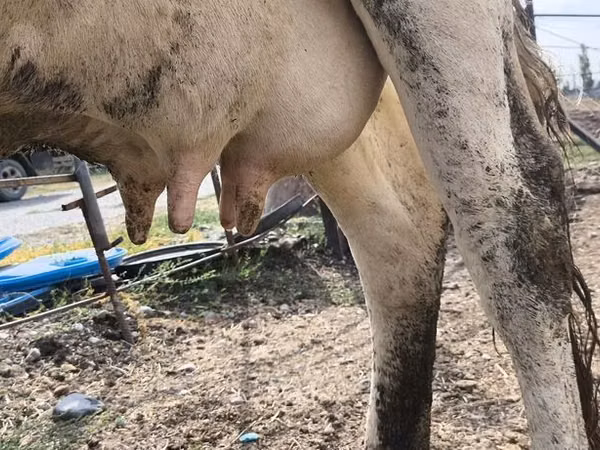 Cow, Holstein breed