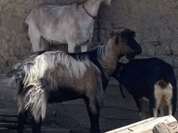 Ri’ lab, Goats