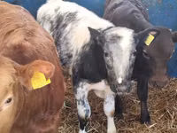 Bulle, Simmental cattle — Foto 1
