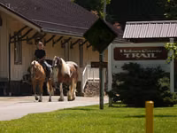 حصان, Quarter Horse — الصورة 3