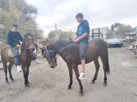 Faras, Thoroughbred horse — sawirka 6