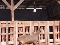 Goat, Nubian Goat — photo 2