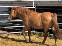 Farasi dume, Mugalzhar horse — picha 4